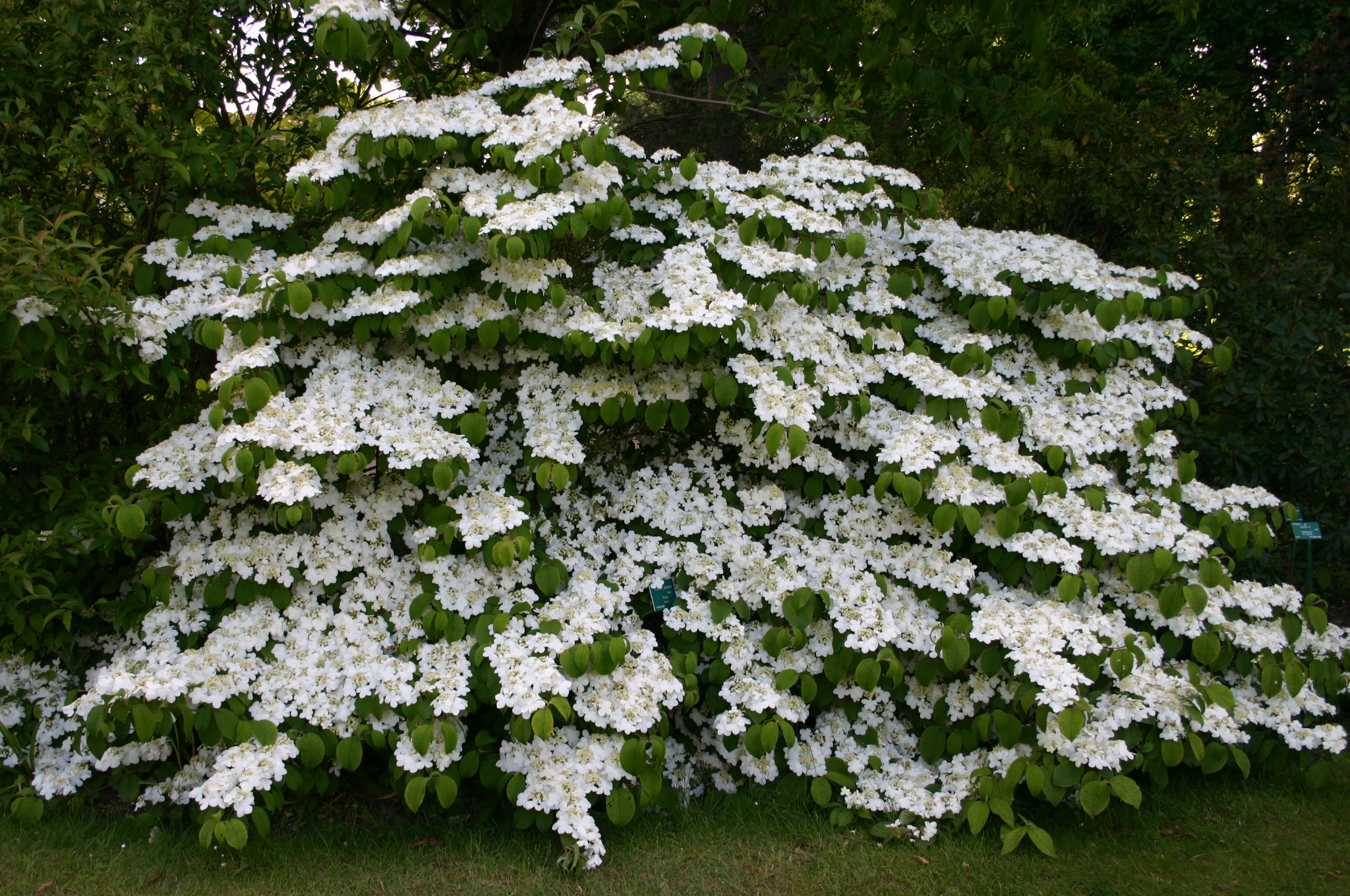 planter un viburnum plicatum