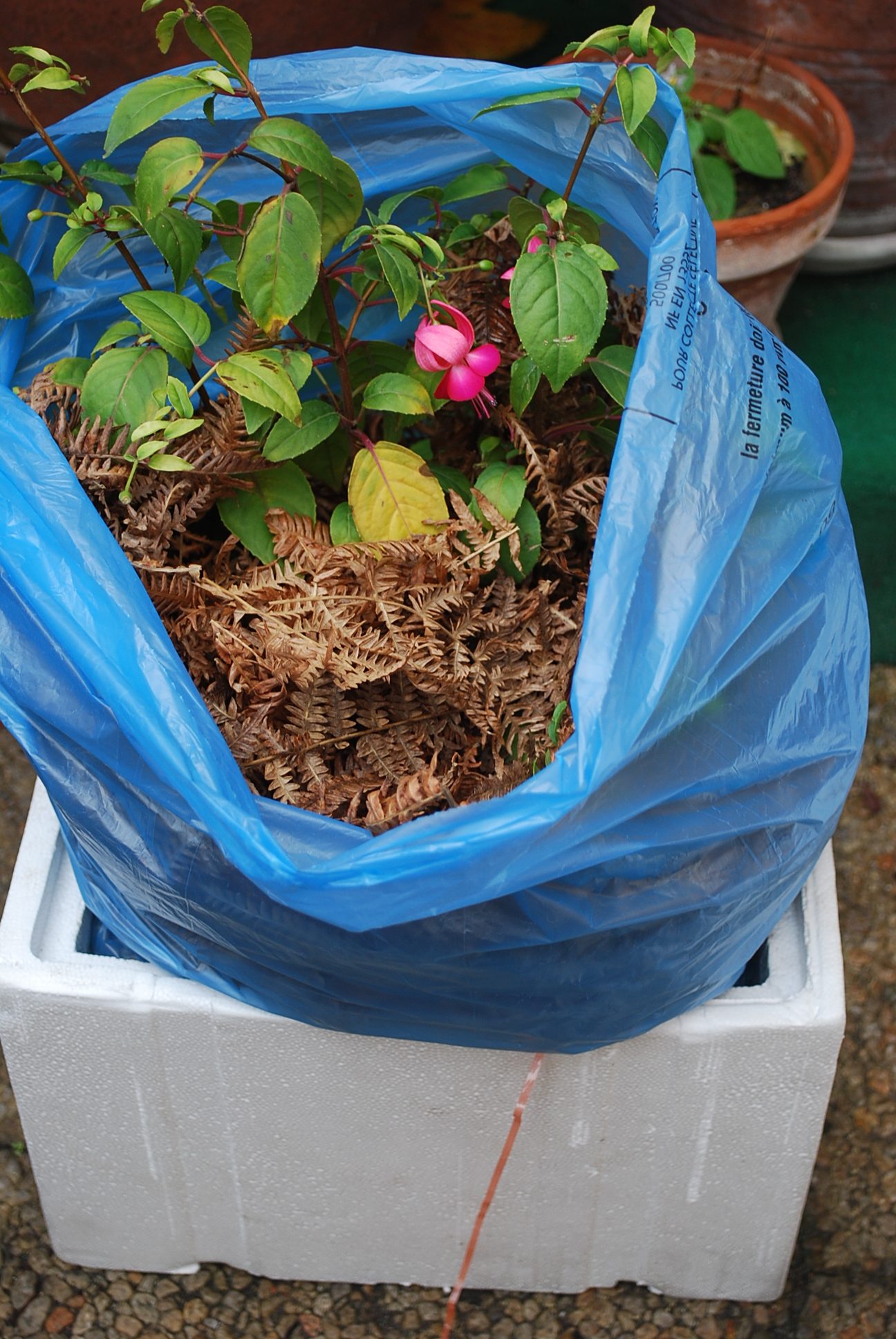 Comment protéger les plantes en pot du gel ?