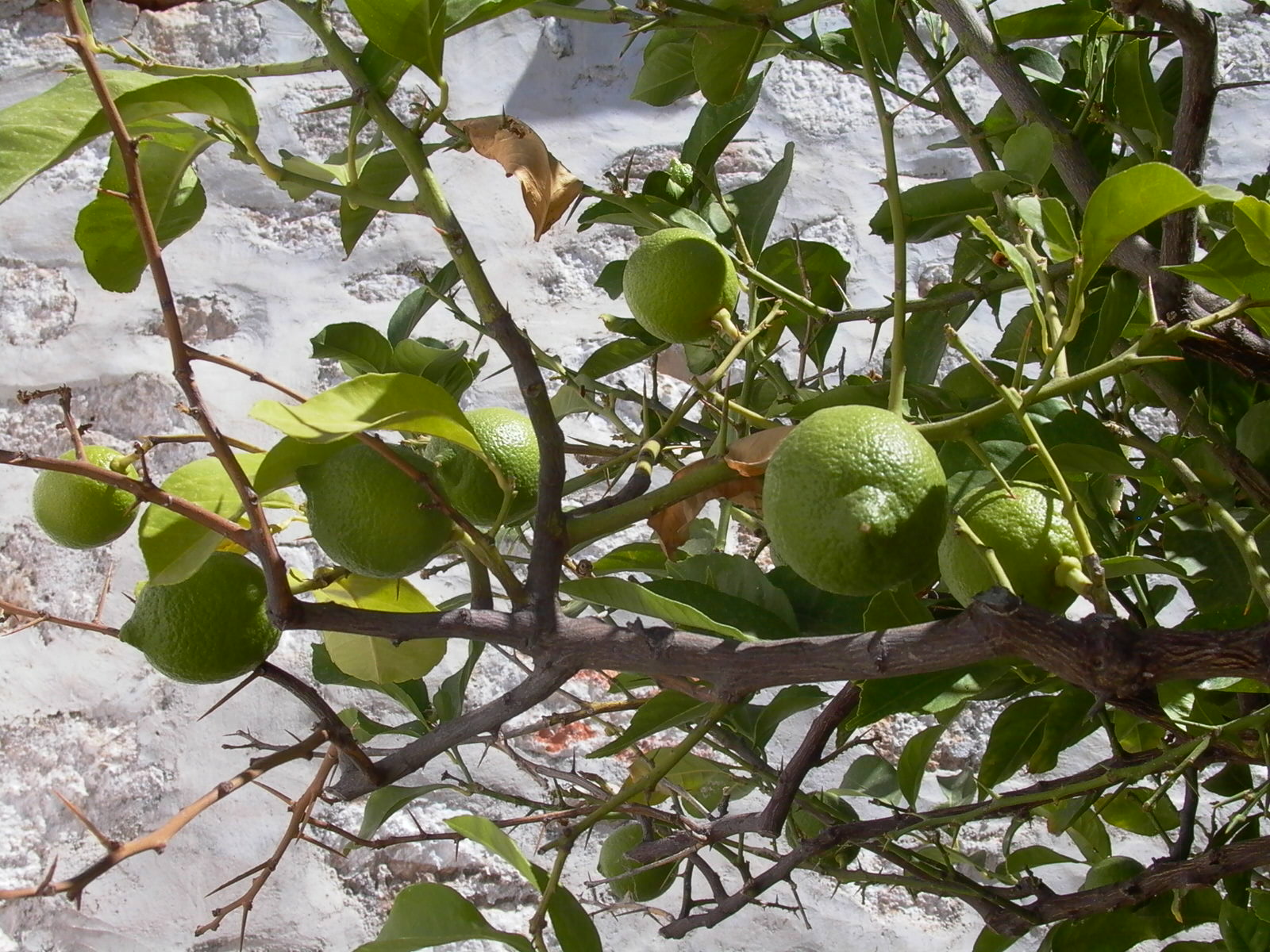 Agrumes sous serre de jardin : Comment les protéger du froid