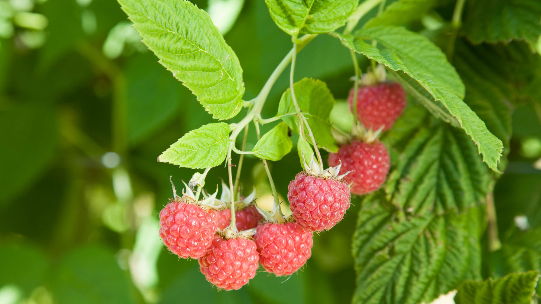 Planter un pied de cassis : quand et comment ?