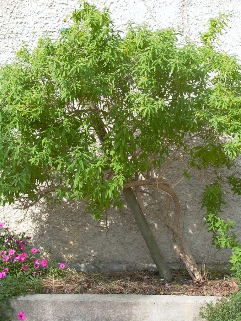 Bouturer verveine citronnelle dans le jardin sensoriel en fin d'été