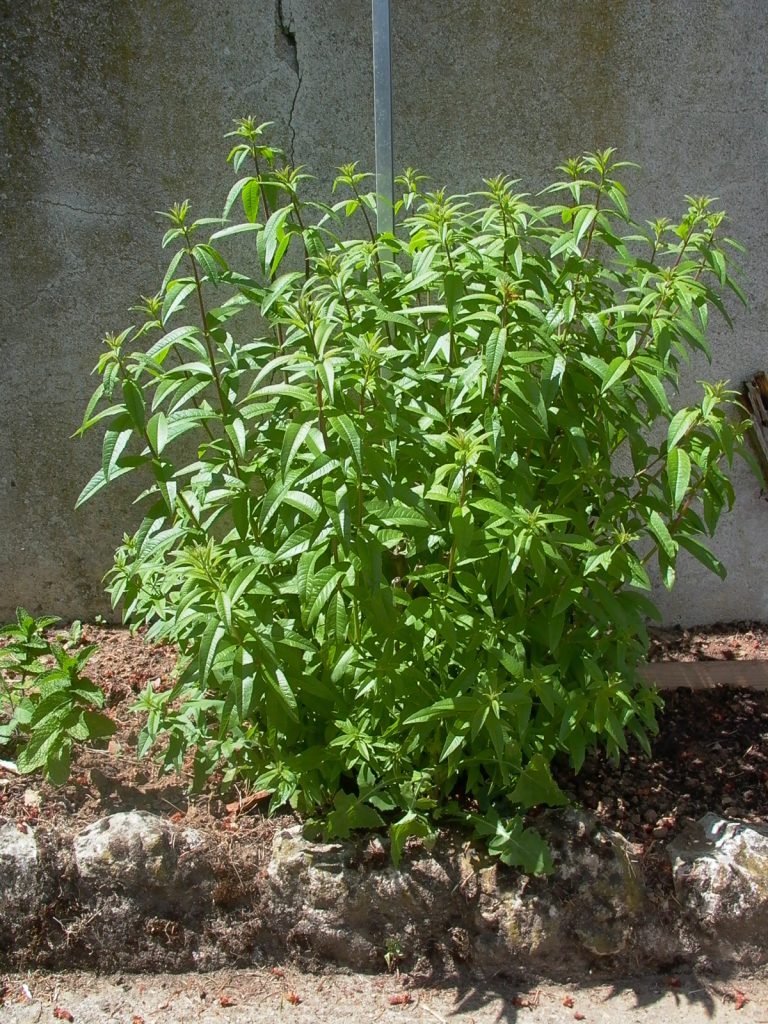 La verveine citronnelle, du potager au jardin d'ornement - Centre