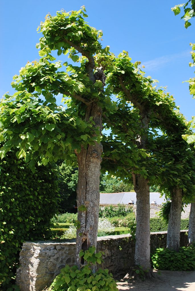 Planter un tilleul dans son jardin : comment ça se passe