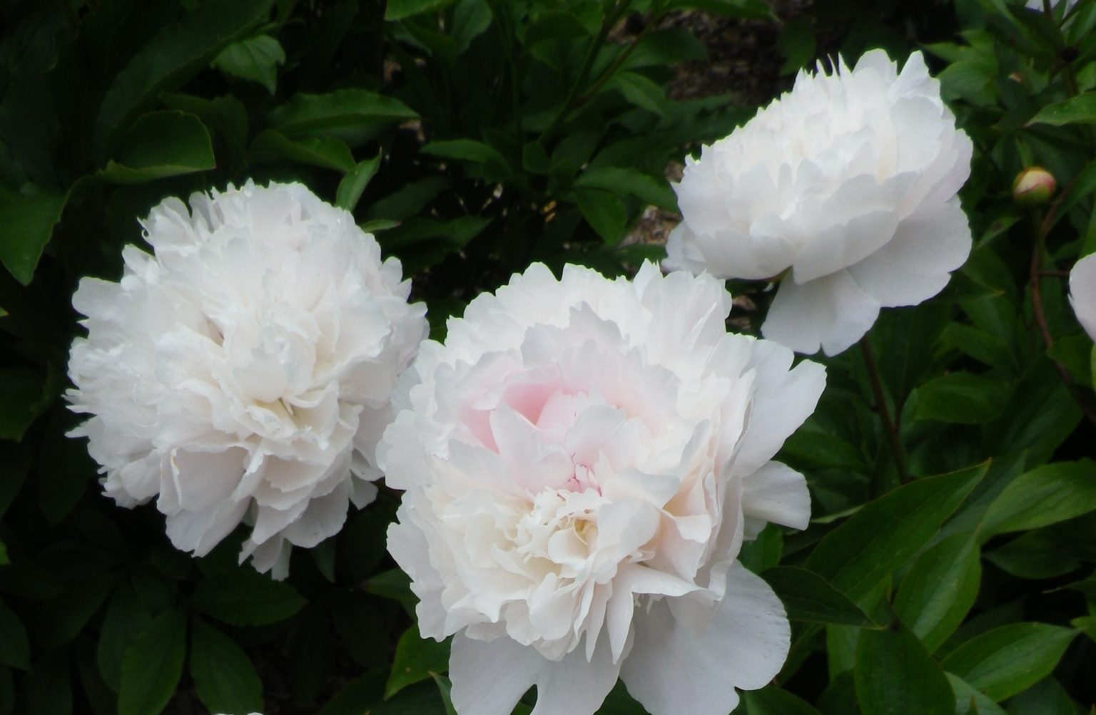 Pivoines herbacées – Jardin Pratique