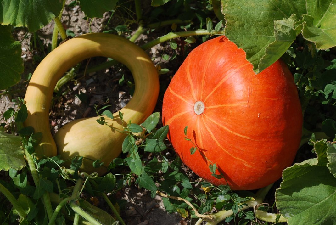 Courges : 3 gestes utiles en fin d’été – Jardin Pratique