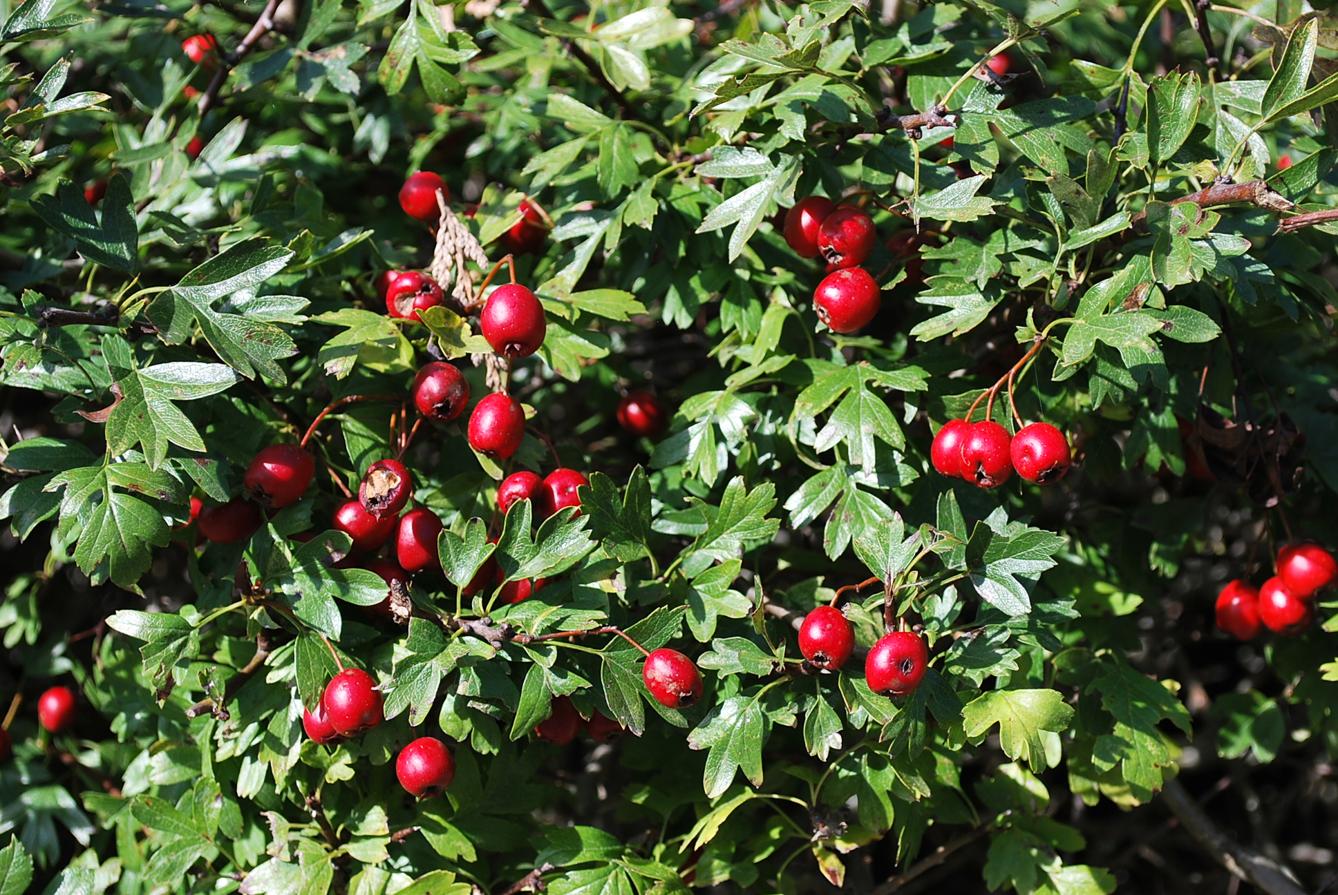 Les Plantes Miracles...Si le pire arrive...( Prophéties ) P35B-crataegus-fruits