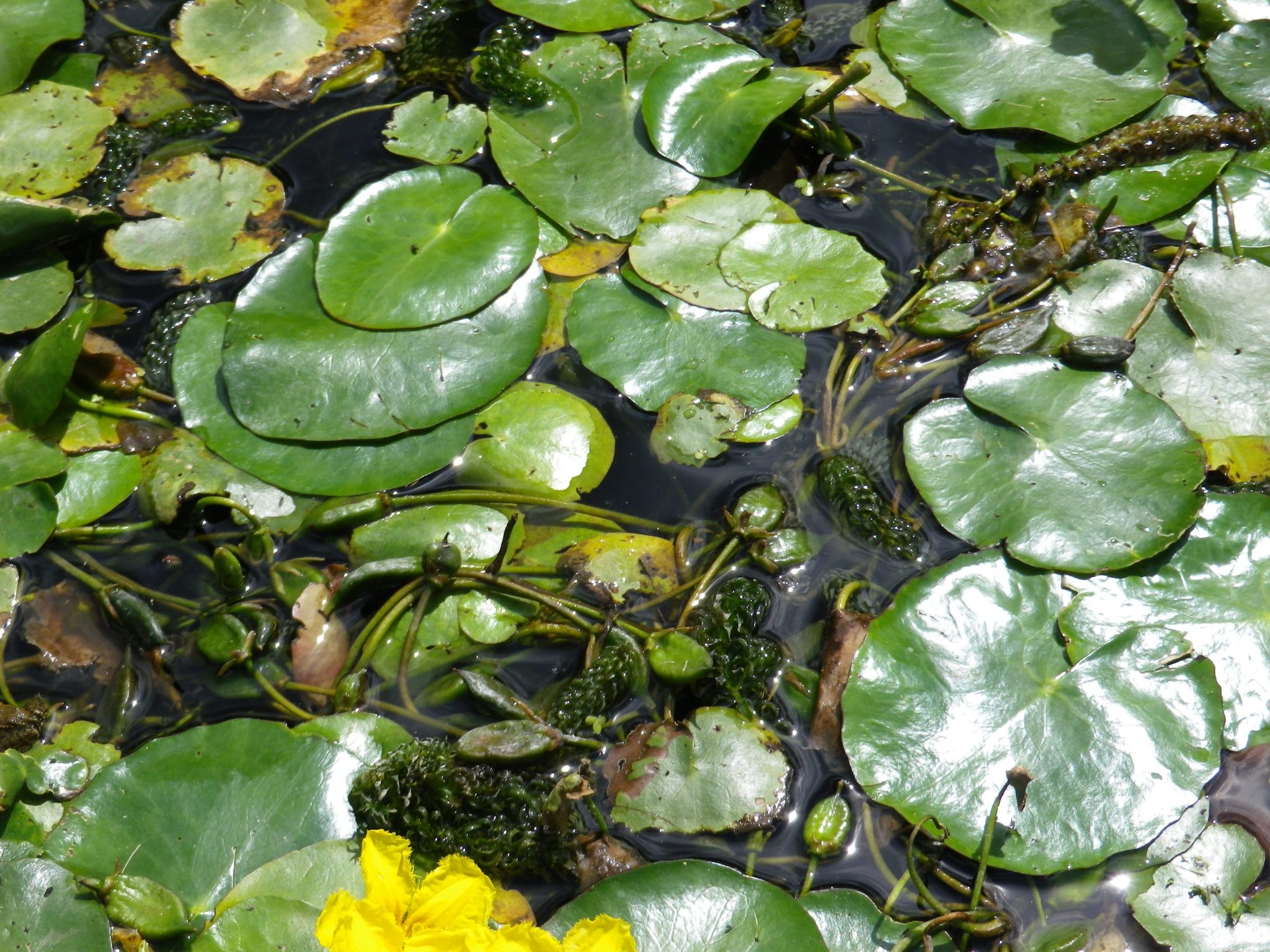 Hiverner les plantes aquatiques : quelles plantes rentrer