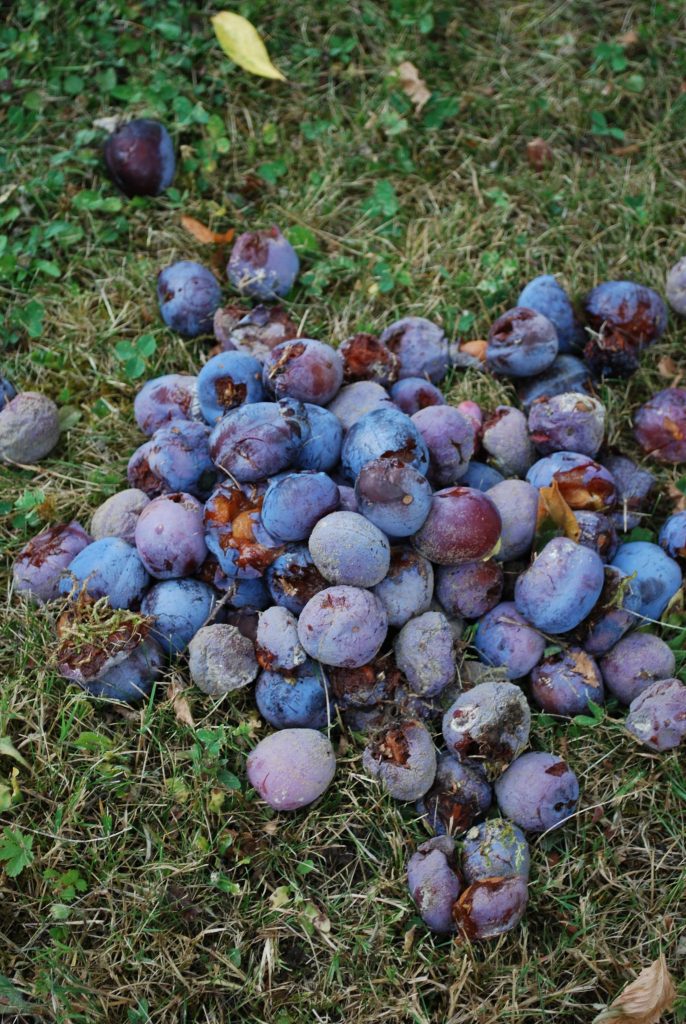 Prunier évitez les fruits véreux Jardin Pratique