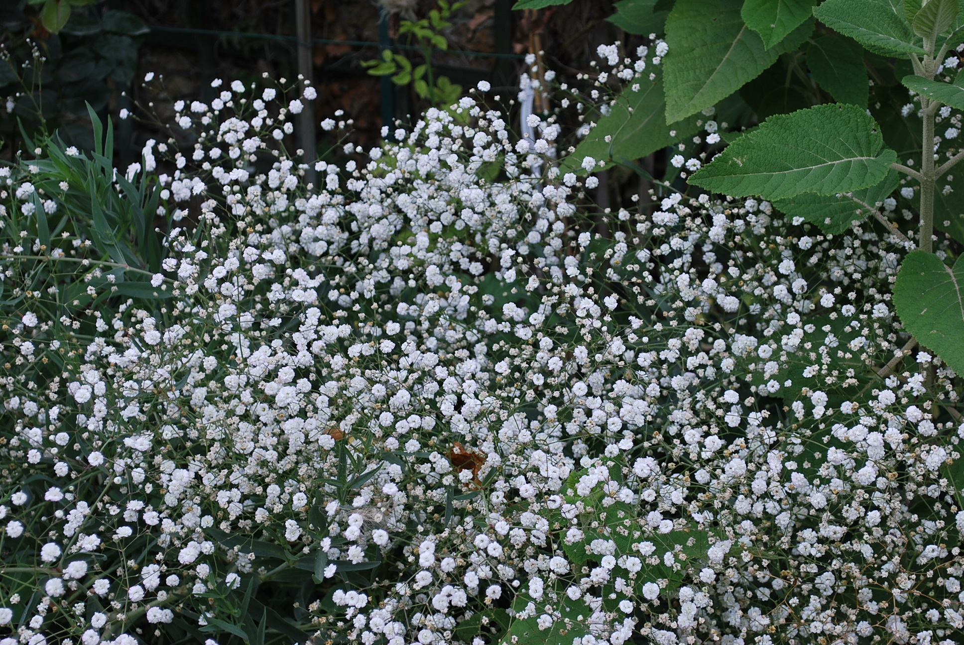 Gypsophile – Jardin Pratique