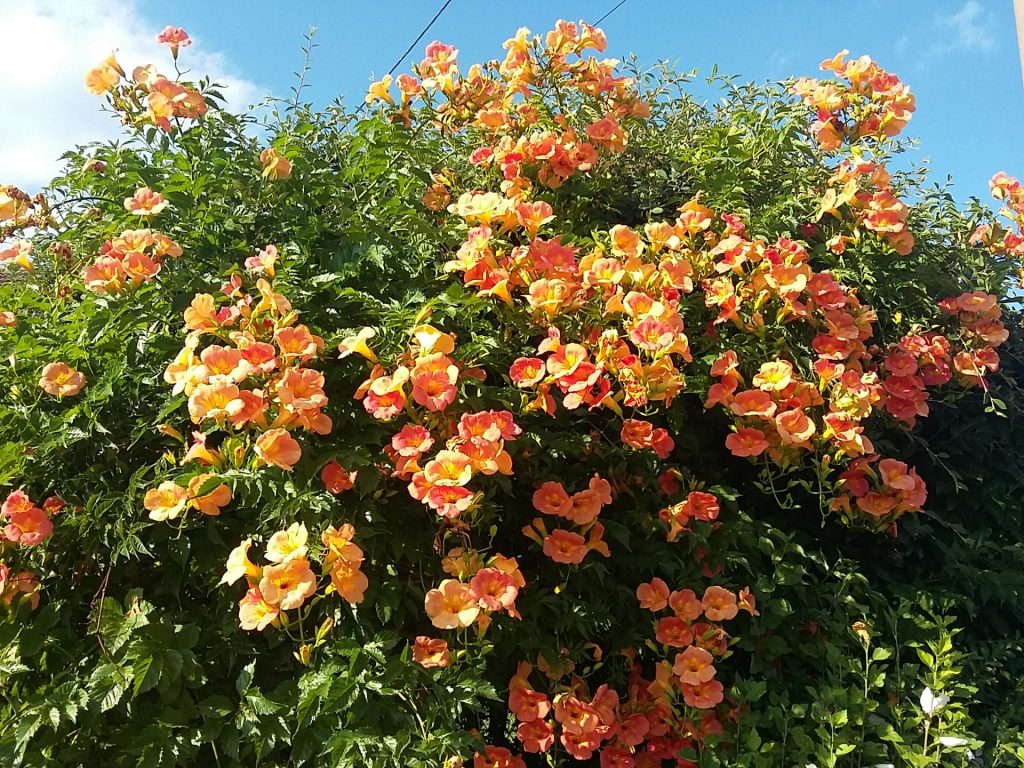 Où planter une bignone ?